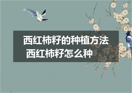 西红柿籽的种植方法 西红柿籽怎么种