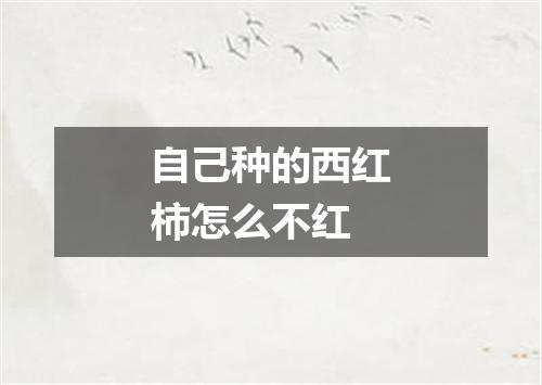 自己种的西红柿怎么不红