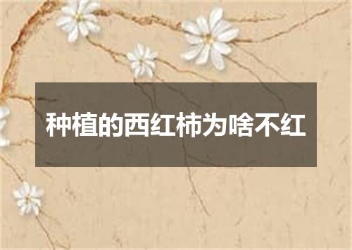 种植的西红柿为啥不红