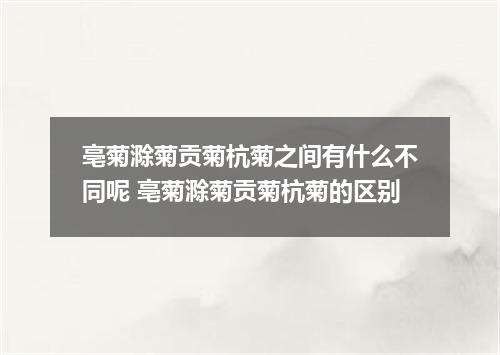 亳菊滁菊贡菊杭菊之间有什么不同呢 亳菊滁菊贡菊杭菊的区别