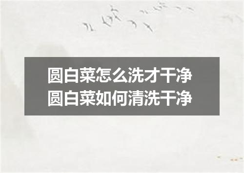 圆白菜怎么洗才干净 圆白菜如何清洗干净