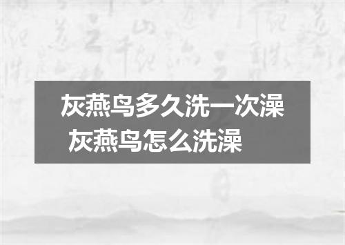 灰燕鸟多久洗一次澡 灰燕鸟怎么洗澡