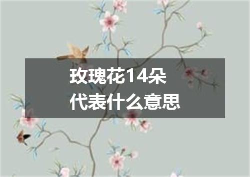 玫瑰花14朵代表什么意思