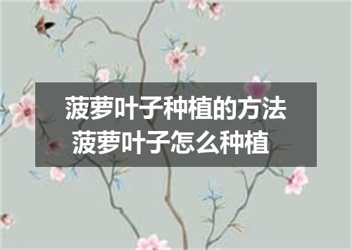 菠萝叶子种植的方法 菠萝叶子怎么种植