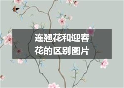 连翘花和迎春花的区别图片