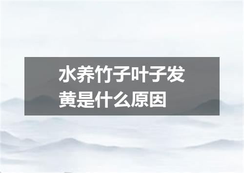 水养竹子叶子发黄是什么原因