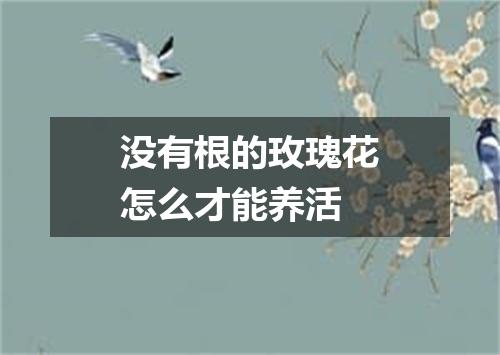 没有根的玫瑰花怎么才能养活