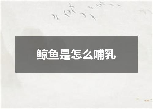 鲸鱼是怎么哺乳