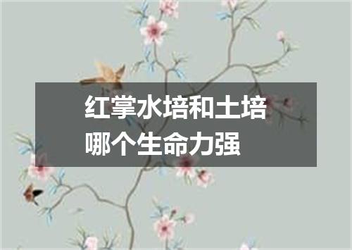 红掌水培和土培哪个生命力强