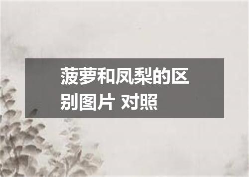 菠萝和凤梨的区别图片 对照