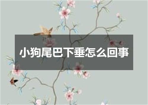 小狗尾巴下垂怎么回事