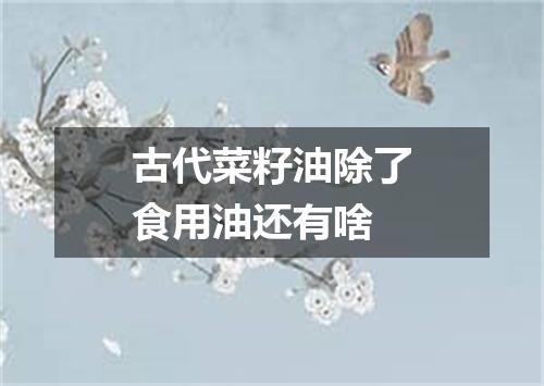 古代菜籽油除了食用油还有啥