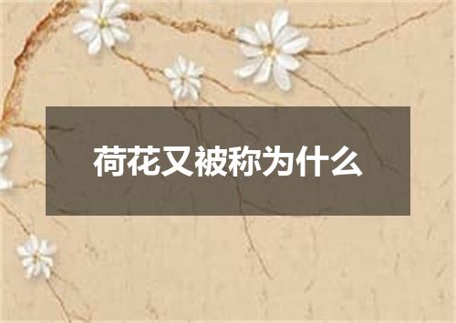 荷花又被称为什么