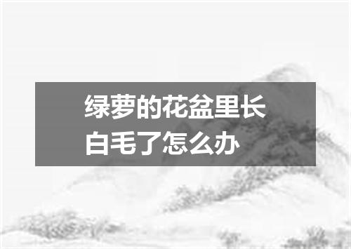 绿萝的花盆里长白毛了怎么办