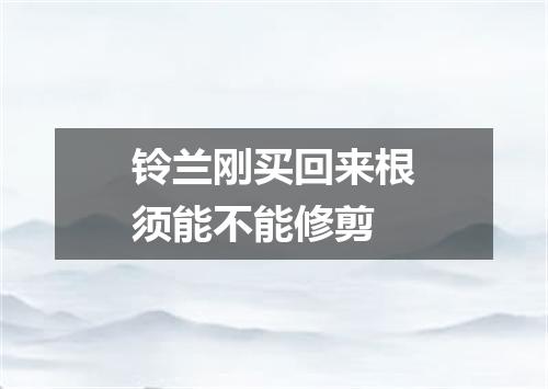 铃兰刚买回来根须能不能修剪