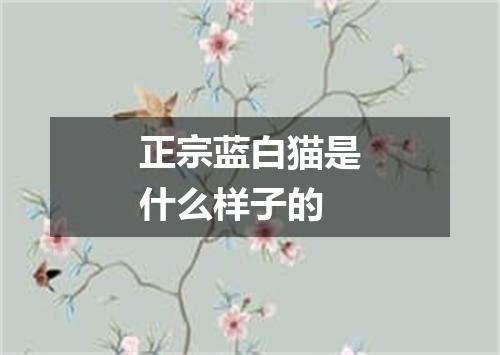 正宗蓝白猫是什么样子的