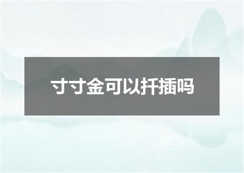 寸寸金可以扦插吗