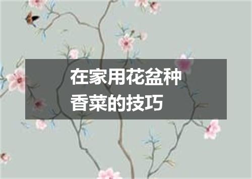 在家用花盆种香菜的技巧