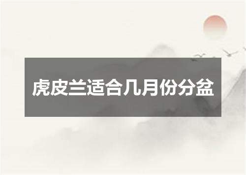 虎皮兰适合几月份分盆