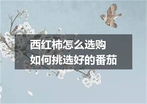 西红柿怎么选购 如何挑选好的番茄