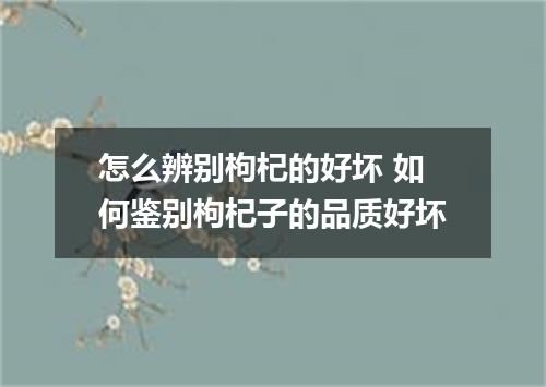 怎么辨别枸杞的好坏 如何鉴别枸杞子的品质好坏