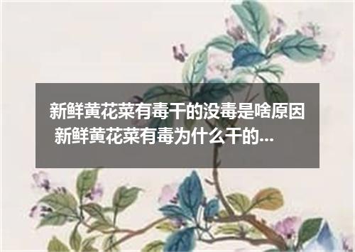 新鲜黄花菜有毒干的没毒是啥原因 新鲜黄花菜有毒为什么干的没毒