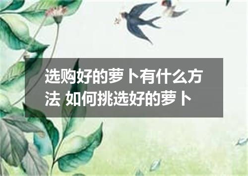 选购好的萝卜有什么方法 如何挑选好的萝卜