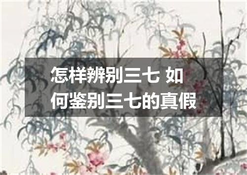 怎样辨别三七 如何鉴别三七的真假