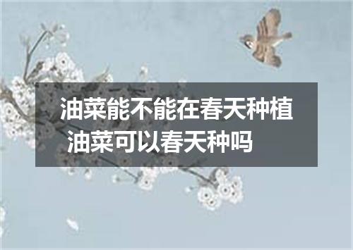 油菜能不能在春天种植 油菜可以春天种吗