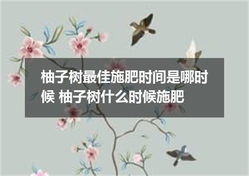 柚子树最佳施肥时间是哪时候 柚子树什么时候施肥