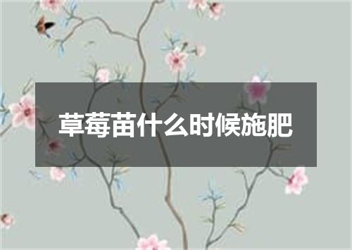 草莓苗什么时候施肥