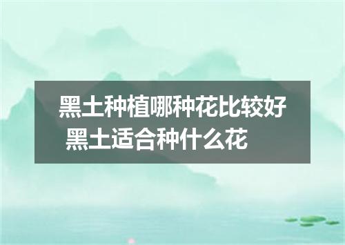 黑土种植哪种花比较好 黑土适合种什么花