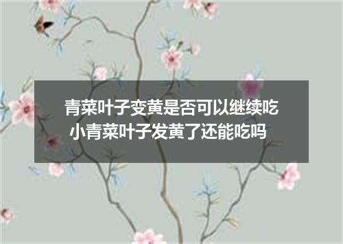 青菜叶子变黄是否可以继续吃 小青菜叶子发黄了还能吃吗