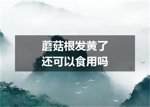 蘑菇根发黄了还可以食用吗