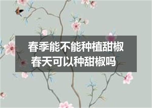 春季能不能种植甜椒 春天可以种甜椒吗