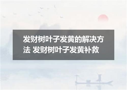 发财树叶子发黄的解决方法 发财树叶子发黄补救