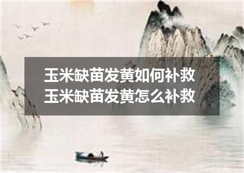 玉米缺苗发黄如何补救 玉米缺苗发黄怎么补救