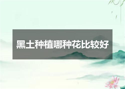 黑土种植哪种花比较好