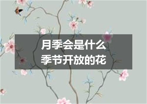 月季会是什么季节开放的花