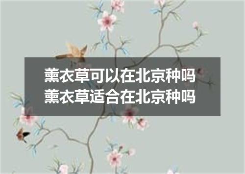 薰衣草可以在北京种吗 薰衣草适合在北京种吗