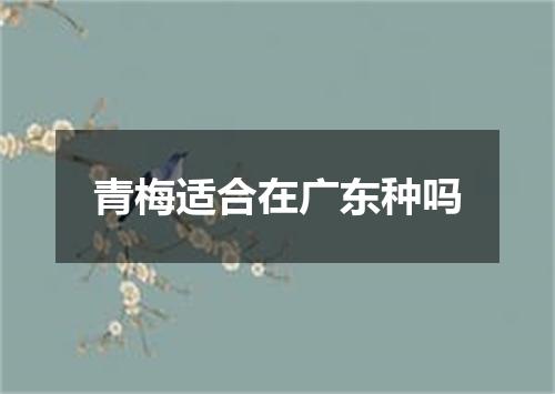 青梅适合在广东种吗