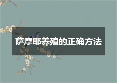 萨摩耶养殖的正确方法