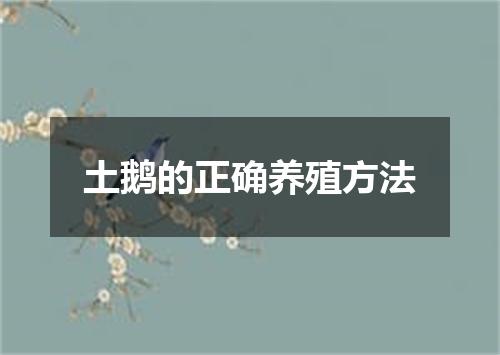 土鹅的正确养殖方法