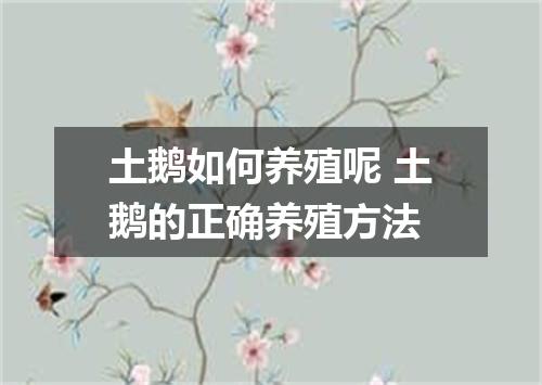 土鹅如何养殖呢 土鹅的正确养殖方法