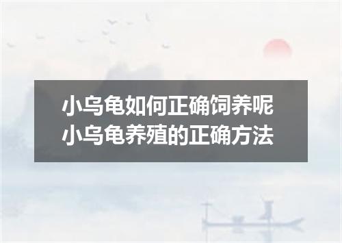 小乌龟如何正确饲养呢 小乌龟养殖的正确方法