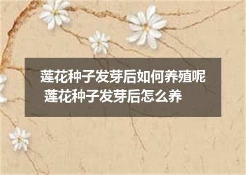 莲花种子发芽后如何养殖呢 莲花种子发芽后怎么养