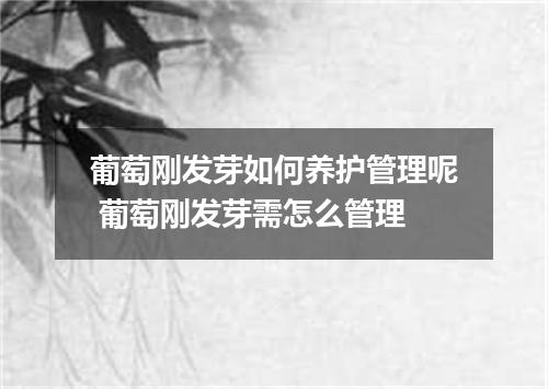 葡萄刚发芽如何养护管理呢 葡萄刚发芽需怎么管理