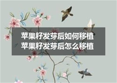 苹果籽发芽后如何移植 苹果籽发芽后怎么移植