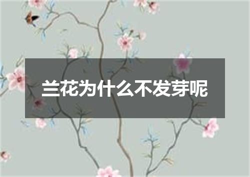 兰花为什么不发芽呢