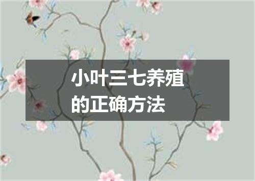 小叶三七养殖的正确方法